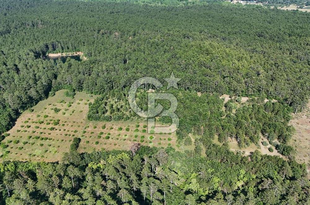Çanakkale Yenice Örencik Köyü'nde Satılık 7123 M² Tarla !