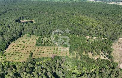 Çanakkale Yenice Örencik Köyü'nde Satılık 7123 M² Tarla !