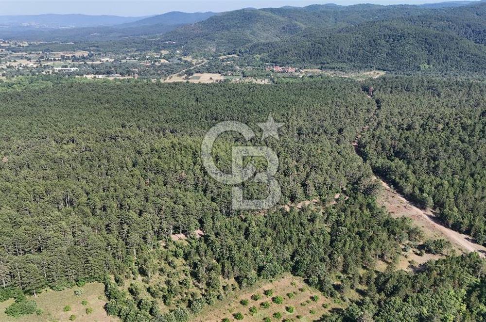 Çanakkale Yenice Örencik Köyü'nde Satılık 7123 M² Tarla !