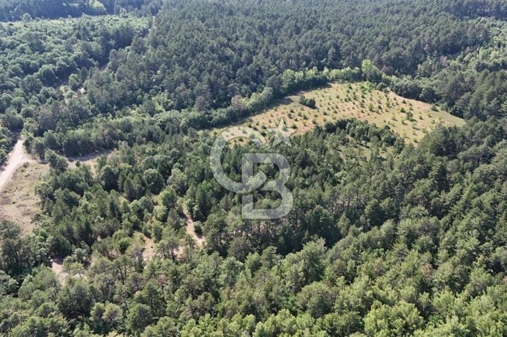 Çanakkale Yenice Örencik Köyü'nde Satılık 7123 M² Tarla !