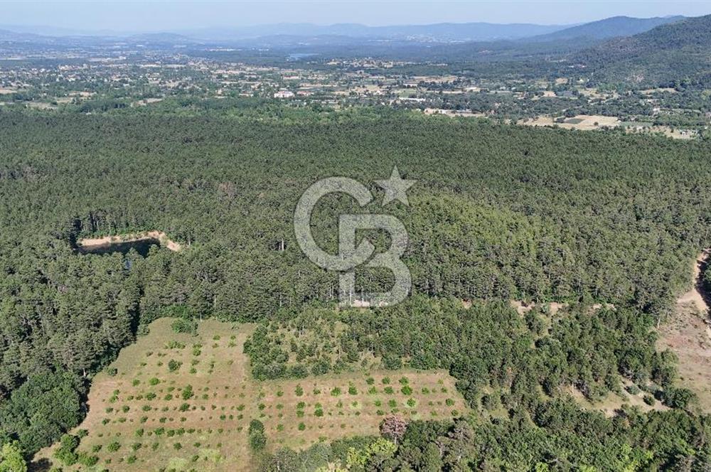 Çanakkale Yenice Örencik Köyü'nde Satılık 7123 M² Tarla !