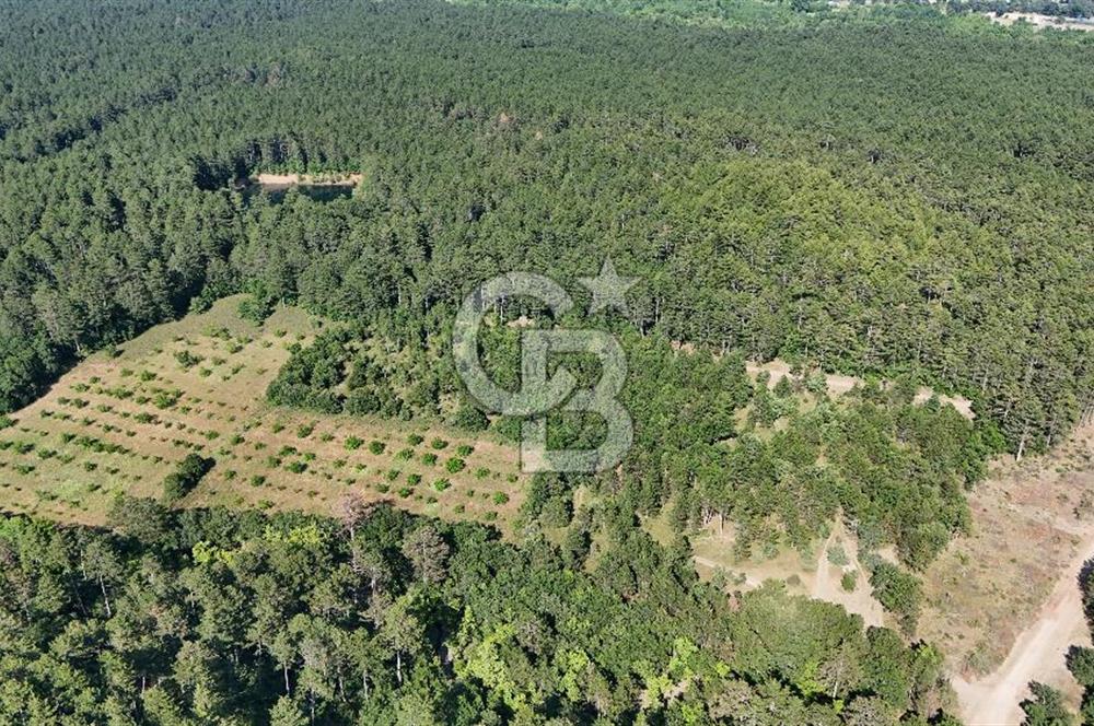 Çanakkale Yenice Örencik Köyü'nde Satılık 7123 M² Tarla !