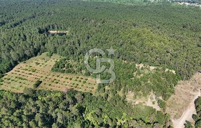 Çanakkale Yenice Örencik Köyü'nde Satılık 7123 M² Tarla !