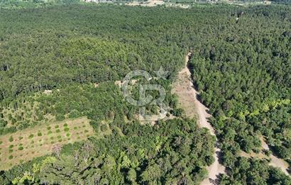 Çanakkale Yenice Örencik Köyü'nde Satılık 7123 M² Tarla !