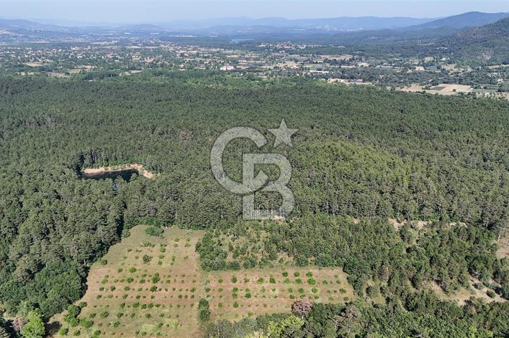 Çanakkale Yenice Örencik Köyü'nde Satılık 7123 M² Tarla !