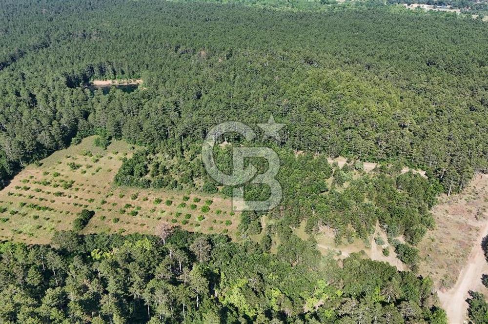 Çanakkale Yenice Örencik Köyü'nde Satılık 7123 M² Tarla !