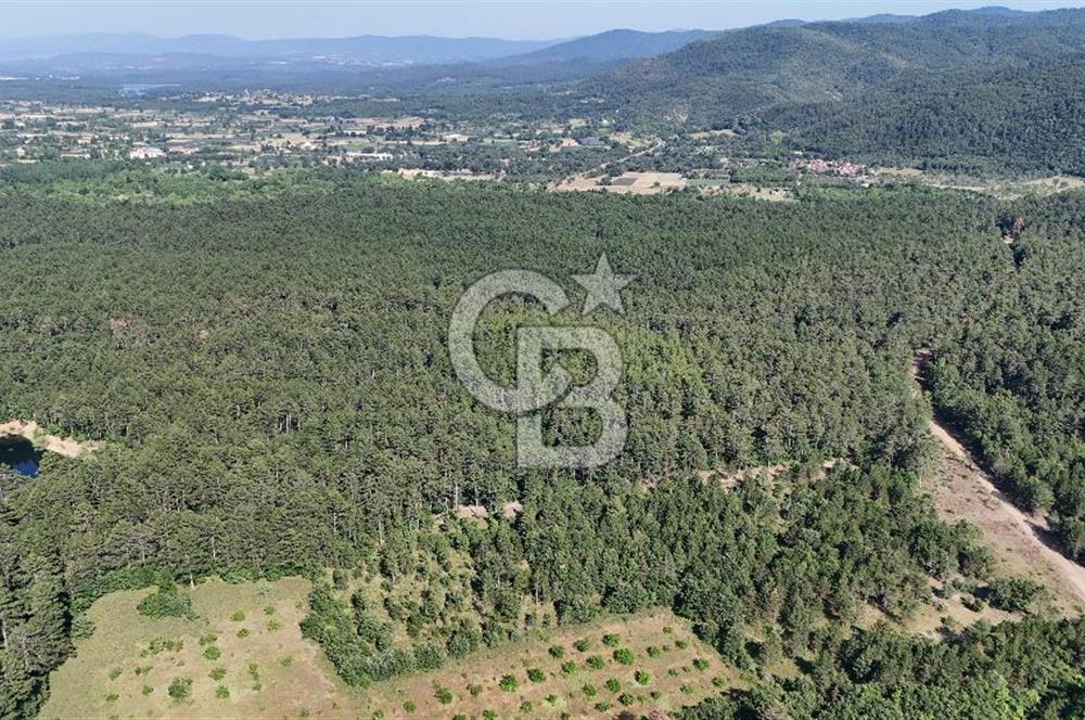 Çanakkale Yenice Örencik Köyü'nde Satılık 7123 M² Tarla !