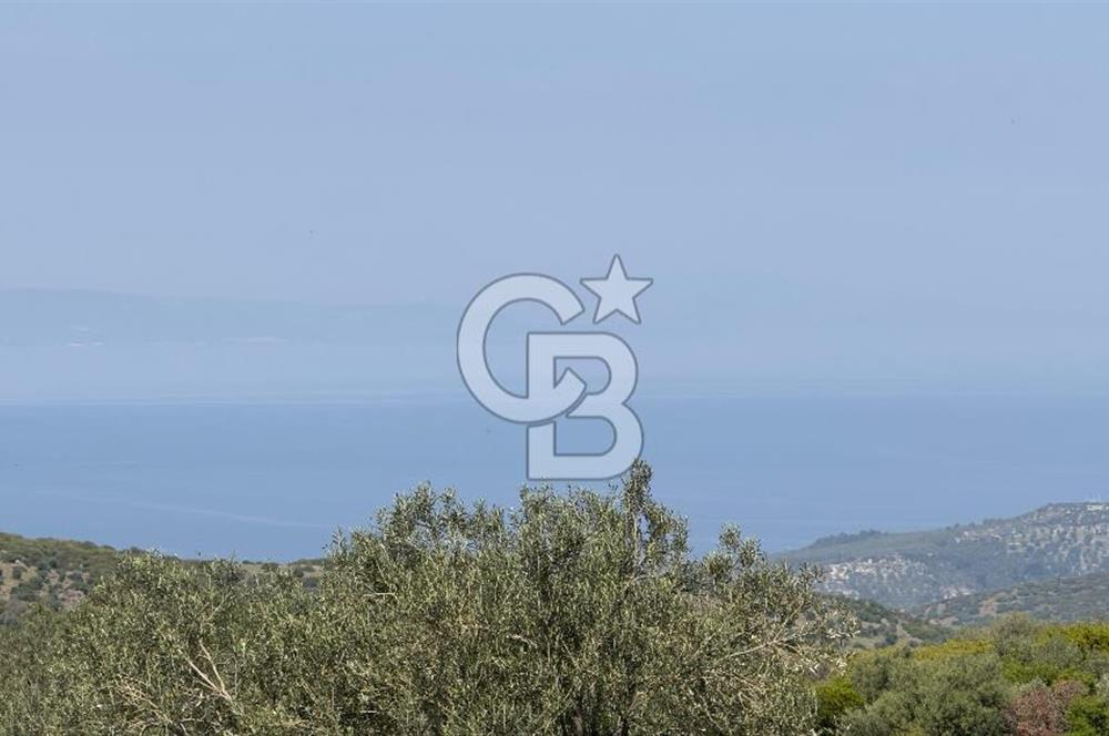 COLDWELL BANKER ROUTE'TAN DİKİLİ MERDİVENLİDE SATILIK ZEYTİNLİK