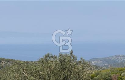 COLDWELL BANKER ROUTE'TAN DİKİLİ MERDİVENLİDE SATILIK ZEYTİNLİK