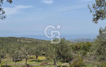 COLDWELL BANKER ROUTE'TAN DİKİLİ MERDİVENLİDE SATILIK ZEYTİNLİK
