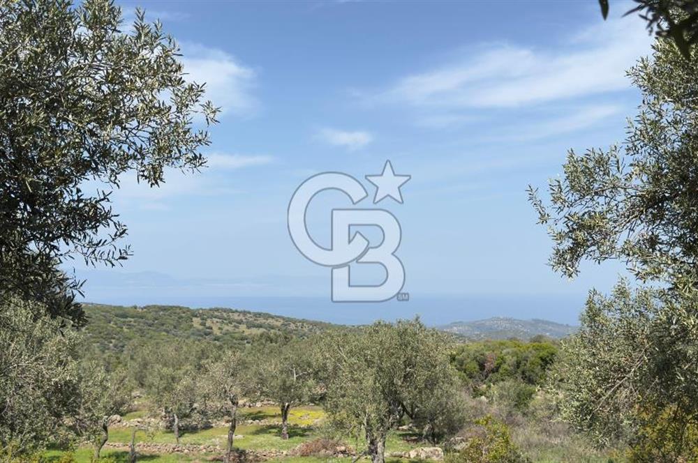 COLDWELL BANKER ROUTE'TAN DİKİLİ MERDİVENLİDE SATILIK ZEYTİNLİK