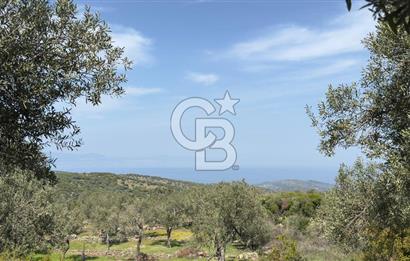 COLDWELL BANKER ROUTE'TAN DİKİLİ MERDİVENLİDE SATILIK ZEYTİNLİK