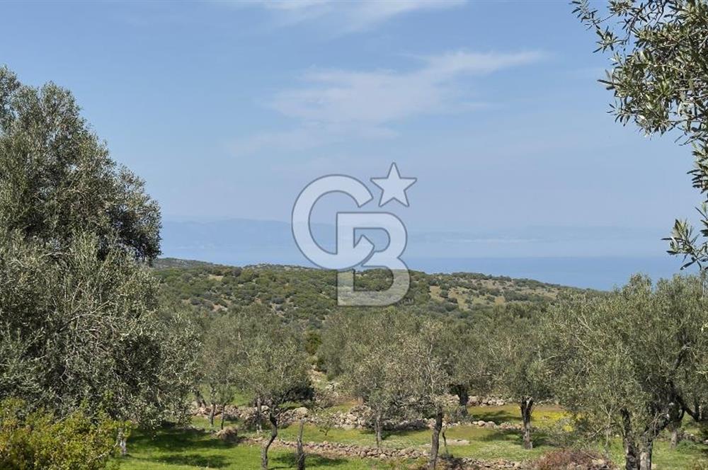 COLDWELL BANKER ROUTE'TAN DİKİLİ MERDİVENLİDE SATILIK ZEYTİNLİK