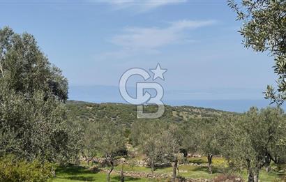 COLDWELL BANKER ROUTE'TAN DİKİLİ MERDİVENLİDE SATILIK ZEYTİNLİK