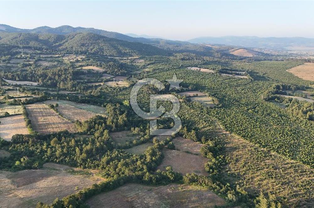 Çanakkale Yenice Ahiler Köyünde Satılık 8.944 M² Tarla !