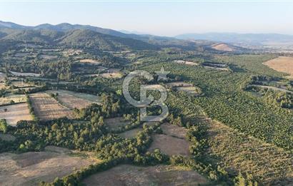 Çanakkale Yenice Ahiler Köyünde Satılık 8.944 M² Tarla !