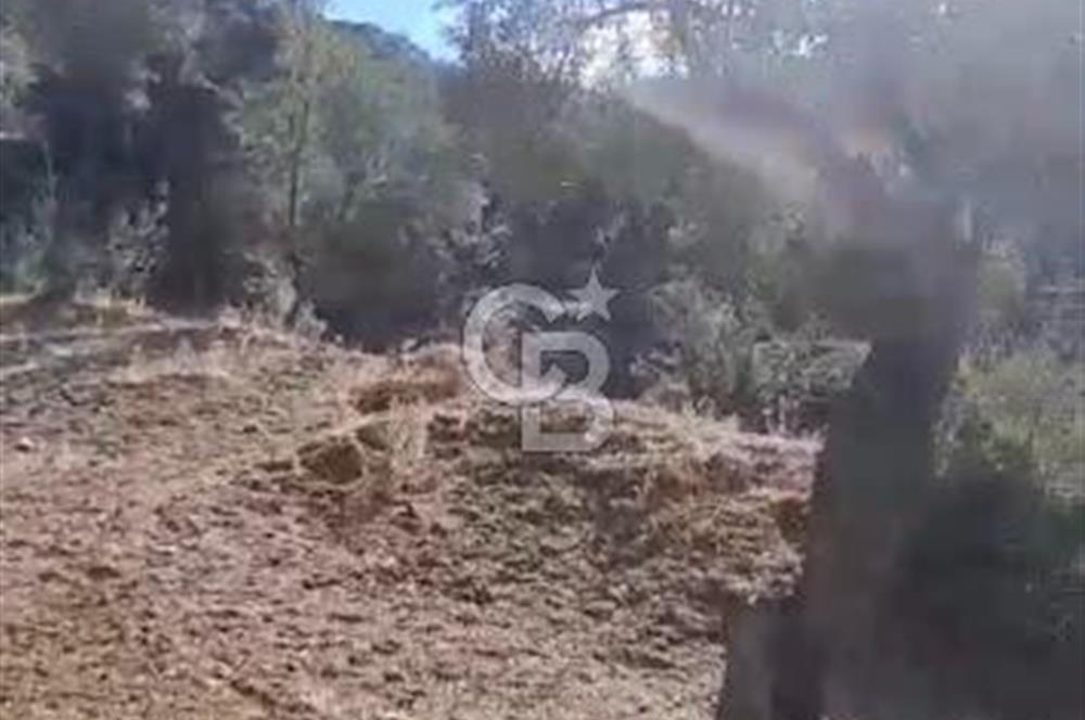 AYDIN KARPUZLU TEKELER HAMAS MEVKİİNDE 3733 M2 ZEYTİNLİK