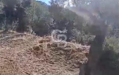 AYDIN KARPUZLU TEKELER HAMAS MEVKİİNDE 3733 M2 ZEYTİNLİK