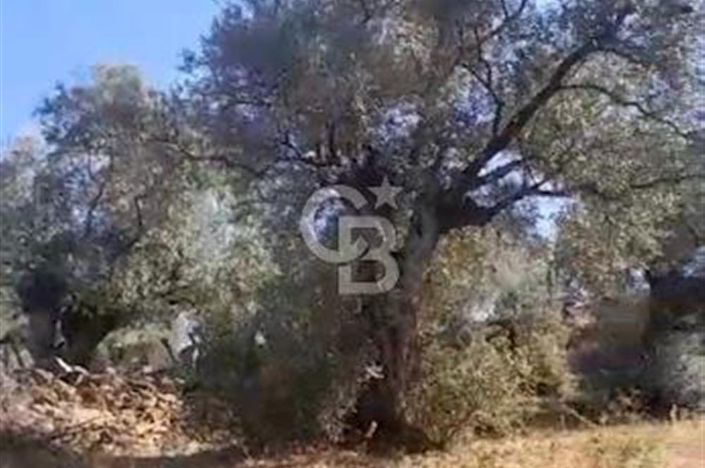 AYDIN KARPUZLU TEKELER HAMAS MEVKİİNDE 3733 M2 ZEYTİNLİK