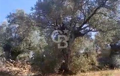 AYDIN KARPUZLU TEKELER HAMAS MEVKİİNDE 3733 M2 ZEYTİNLİK