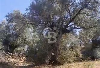 AYDIN KARPUZLU TEKELER HAMAS MEVKİİNDE 3733 M2 ZEYTİNLİK