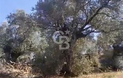 AYDIN KARPUZLU TEKELER HAMAS MEVKİİNDE 3733 M2 ZEYTİNLİK