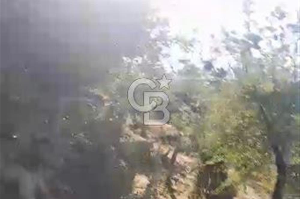 AYDIN KARPUZLU TEKELER HAMAS MEVKİİNDE 3733 M2 ZEYTİNLİK