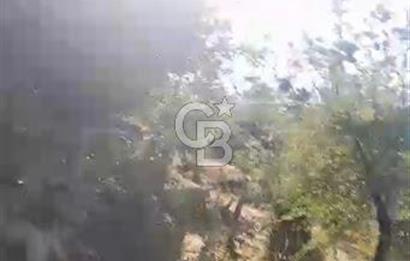 AYDIN KARPUZLU TEKELER HAMAS MEVKİİNDE 3733 M2 ZEYTİNLİK