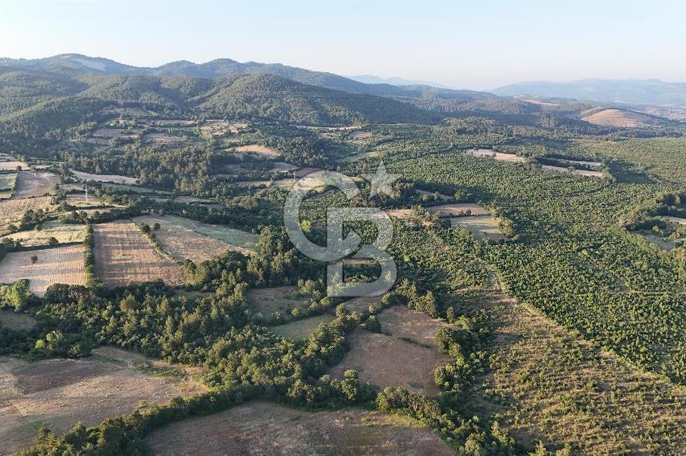 Çanakkale Yenice Ahiler Köyünde Satılık 8.944 M² Tarla !