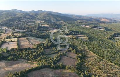Çanakkale Yenice Ahiler Köyünde Satılık 8.944 M² Tarla !