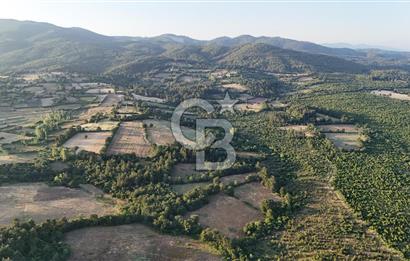 Çanakkale Yenice Ahiler Köyünde Satılık 8.944 M² Tarla !