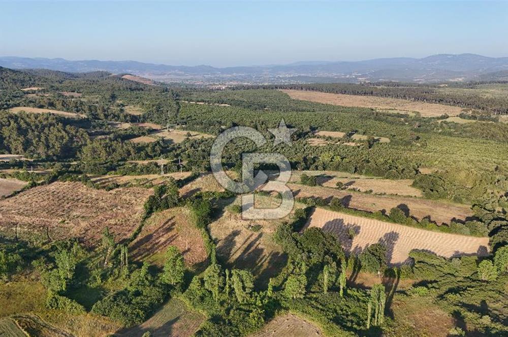 Çanakkale Yenice Ahiler Köyünde 10.827 M² Satılık Tarla !
