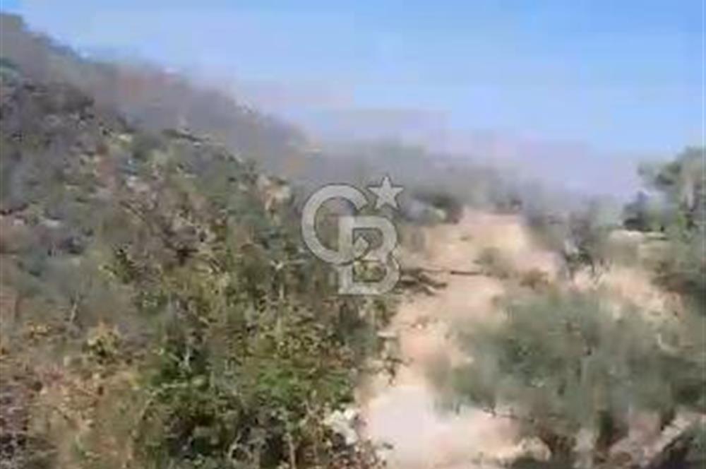 AYDIN KARPUZLU TEKELER HAMAS MEVKİİNDE 3733 M2 ZEYTİNLİK