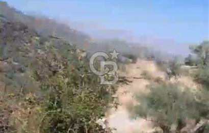 AYDIN KARPUZLU TEKELER HAMAS MEVKİİNDE 3733 M2 ZEYTİNLİK