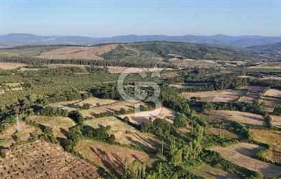Çanakkale Yenice Ahiler Köyünde 10.827 M² Satılık Tarla !
