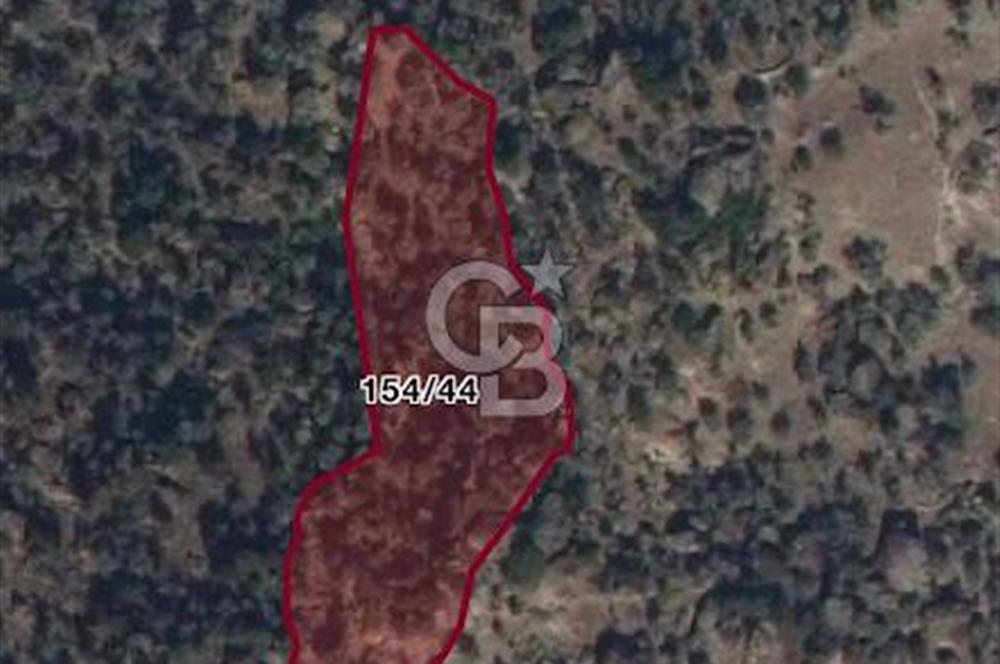 AYDIN KARPUZLU TEKELER HAMAS MEVKİİNDE 3733 M2 ZEYTİNLİK