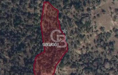 AYDIN KARPUZLU TEKELER HAMAS MEVKİİNDE 3733 M2 ZEYTİNLİK