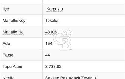 AYDIN KARPUZLU TEKELER HAMAS MEVKİİNDE 3733 M2 ZEYTİNLİK