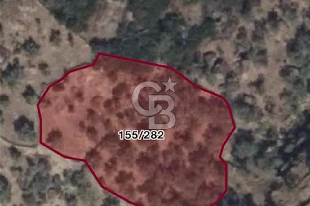 AYDIN KARPUZLU TEKELER KÜÇÜKKARADAM MEVKİİNDE 2056 M2 ZEYTİNLİK
