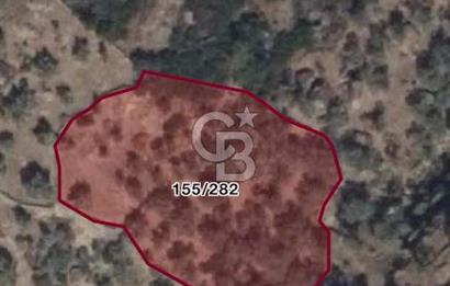 AYDIN KARPUZLU TEKELER KÜÇÜKKARADAM MEVKİİNDE 2056 M2 ZEYTİNLİK