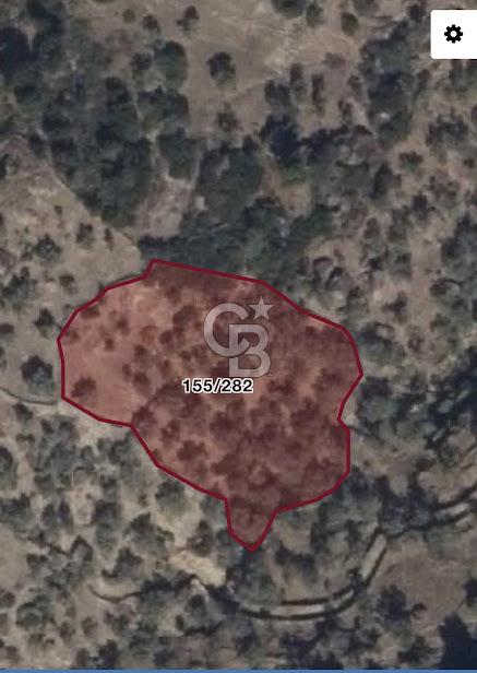AYDIN KARPUZLU TEKELER KÜÇÜKKARADAM MEVKİİNDE 2056 M2 ZEYTİNLİK