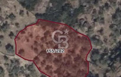 AYDIN KARPUZLU TEKELER KÜÇÜKKARADAM MEVKİİNDE 2056 M2 ZEYTİNLİK