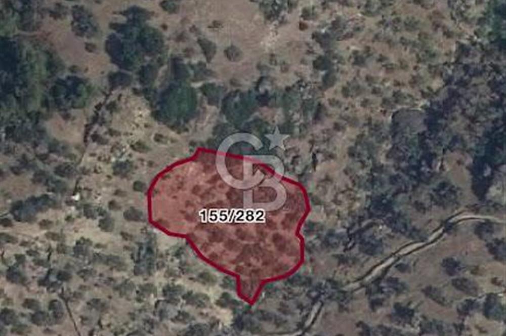 AYDIN KARPUZLU TEKELER KÜÇÜKKARADAM MEVKİİNDE 2056 M2 ZEYTİNLİK