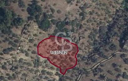 AYDIN KARPUZLU TEKELER KÜÇÜKKARADAM MEVKİİNDE 2056 M2 ZEYTİNLİK