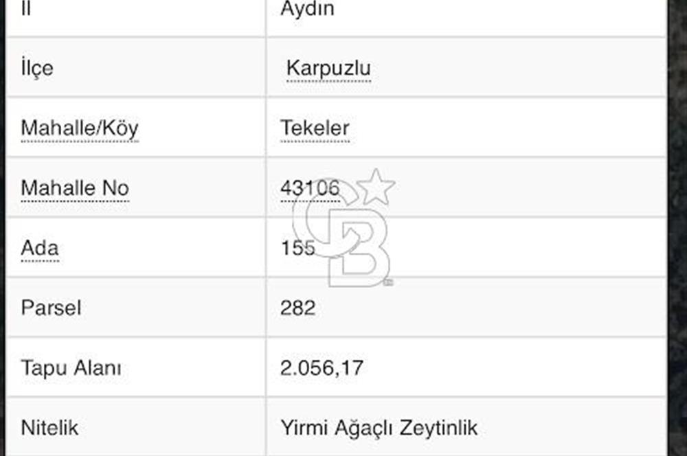 AYDIN KARPUZLU TEKELER KÜÇÜKKARADAM MEVKİİNDE 2056 M2 ZEYTİNLİK