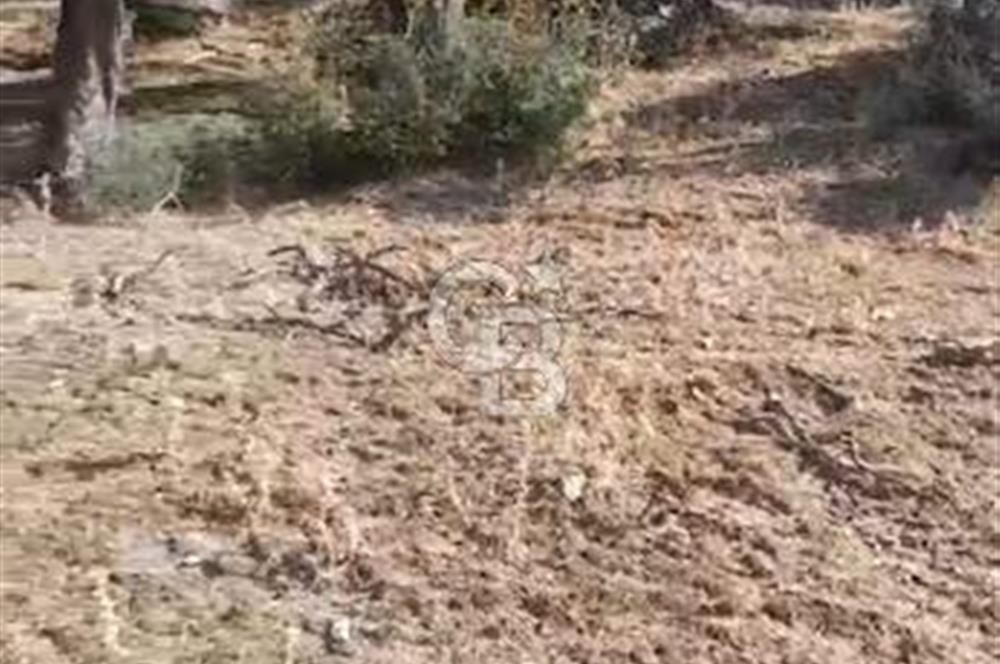 AYDIN KARPUZLU TEKELER HAMAS MEVKİİNDE 3733 M2 ZEYTİNLİK