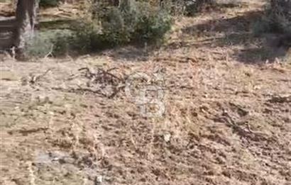 AYDIN KARPUZLU TEKELER HAMAS MEVKİİNDE 3733 M2 ZEYTİNLİK