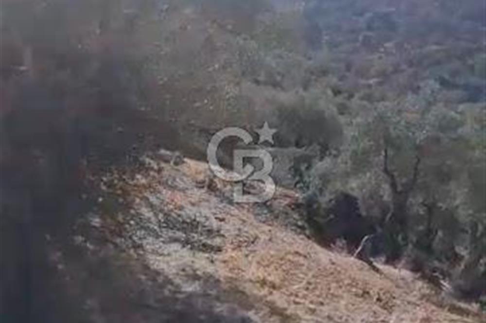 AYDIN KARPUZLU TEKELER HAMAS MEVKİİNDE 3733 M2 ZEYTİNLİK