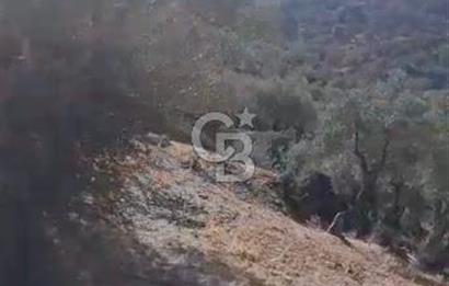 AYDIN KARPUZLU TEKELER HAMAS MEVKİİNDE 3733 M2 ZEYTİNLİK