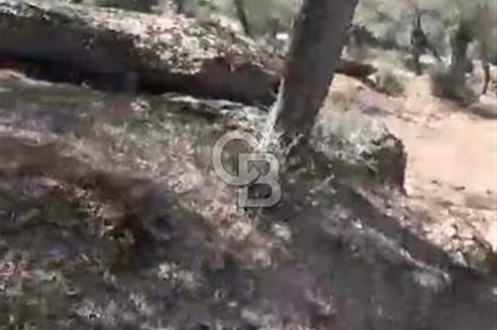 AYDIN KARPUZLU TEKELER HAMAS MEVKİİNDE 3733 M2 ZEYTİNLİK